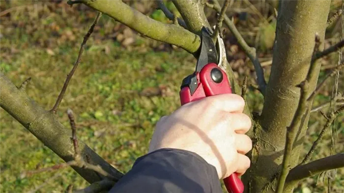 Пошаговые инструкции по обрезке яблонь весной для начинающего садовода