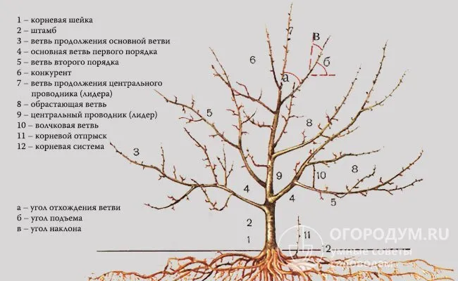 Схематическая диаграмма плодового дерева