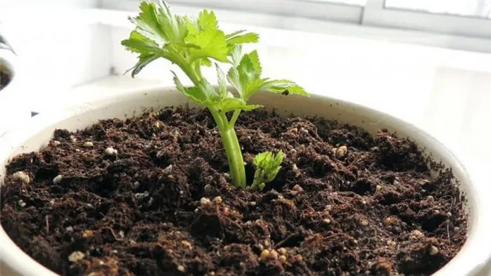 Пошаговое руководство: как вырастить корень сельдерея на подоконнике в домашних условиях и что для этого нужно