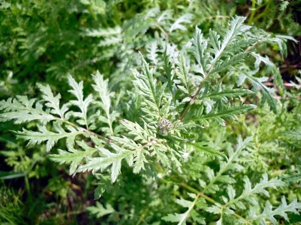 Фацелия - отличный посевной материал для трав и гербицид