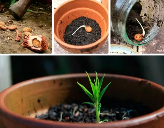 Как вырастить абрикосы из косточки дома и в саду