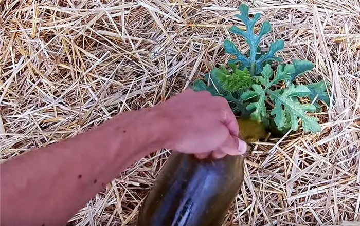 Удобрение для корней арбуза