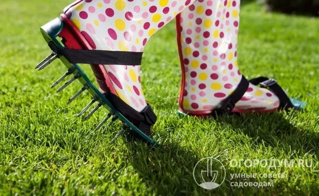 Хорошим способом аэрации является простой метод: ходить в специальной садовой обуви с металлическими шипами - сандалиях-аэраторах.