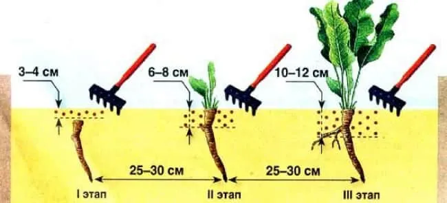 Определение правильного способа выращивания западного хрена в вашем саду