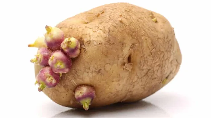 Как и из чего проращивать картофель перед посадкой