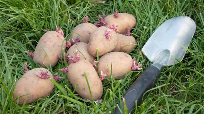 Сколько времени требуется картофелю, чтобы прорасти?