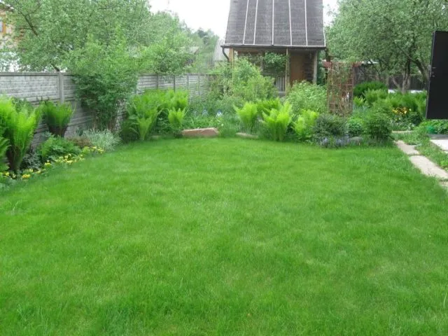 Как обработать заросший участок под огород или газон: простые и легко применимые методы