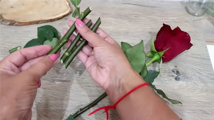 Руководство для начинающих флористов: как укоренить розы из букетов в домашних условиях