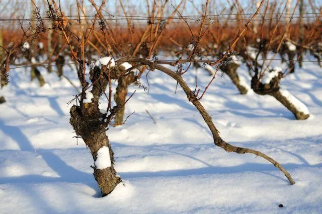 Как укрыть виноград снегом