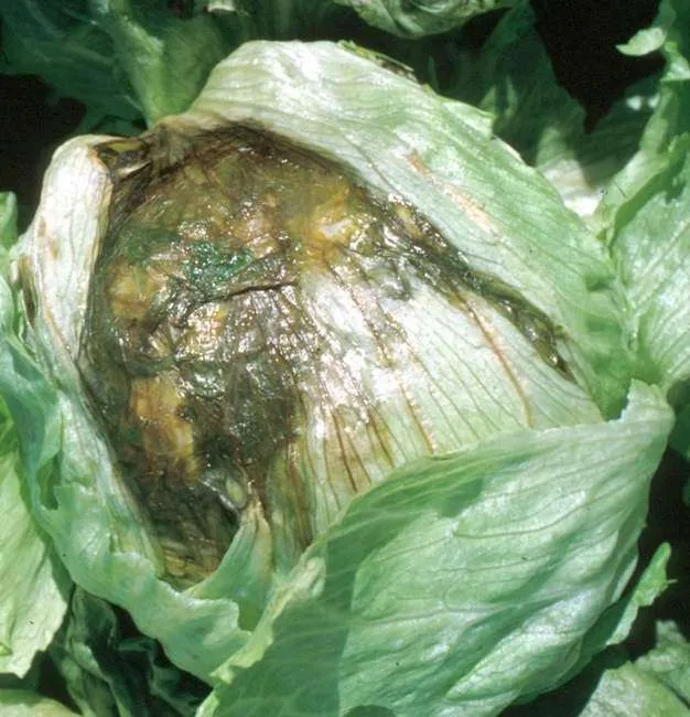 Бактериальное заболевание слизистой капусты