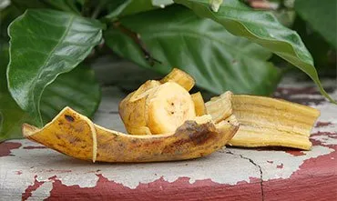 Смазывание банановой кожурой