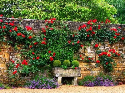 Забор, украшенный вьющимися розами
