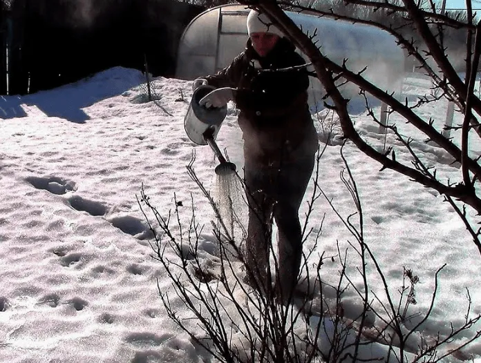 Обработка изюма в кипящей воде в снегу
