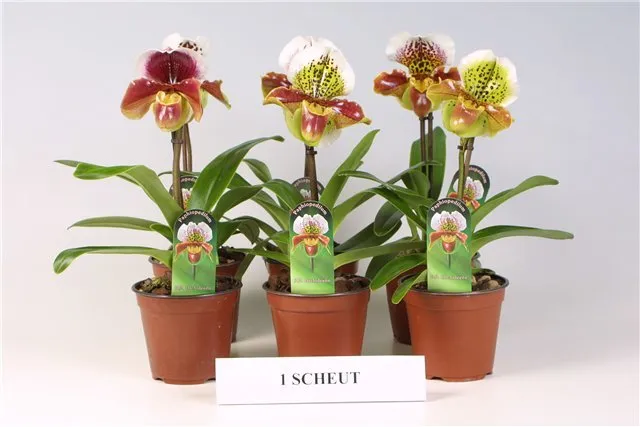 Как выращивать орхидеи в домашних условиях