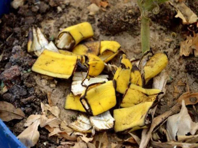 Удобрение из банановой кожуры: шесть необычных способов использования в саду.