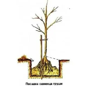 Посадка осенних груш в Подмосковье
