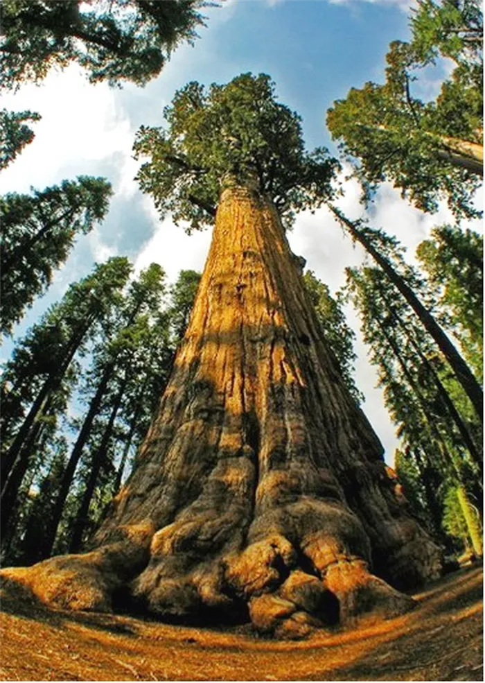 Το όνομα του ψηλότερου δέντρου είναι Υπερίων.
