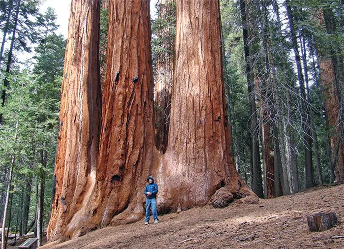 Гигантская стратосфера Sequoia