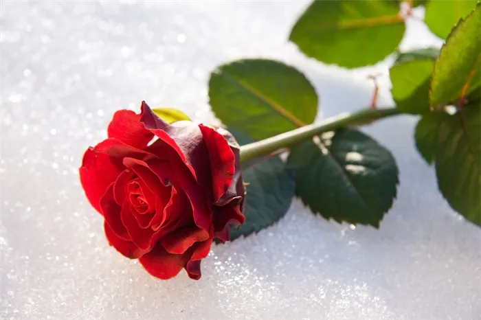 Розы в снежном покрове