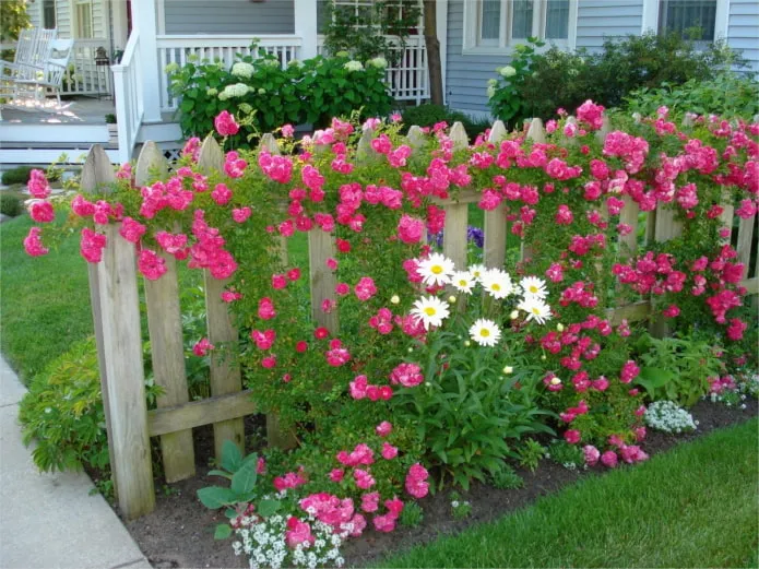 Цветы рядом с деревянным забором