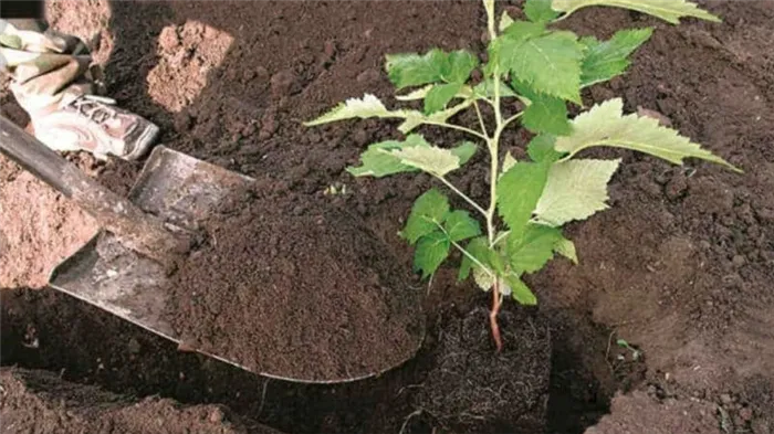 Пошаговые инструкции для начинающих садоводов: как правильно посадить малину весной