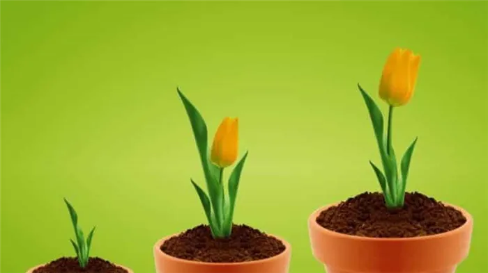 Как правильно выращивать тюльпаны в горшках в домашних условиях