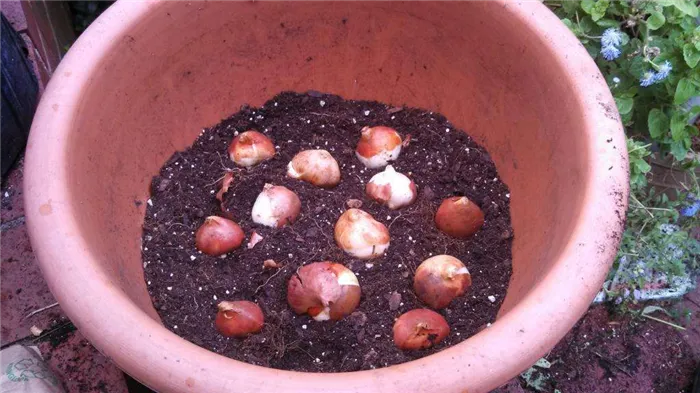 Выращивание тюльпанов из луковиц - шаг за шагом