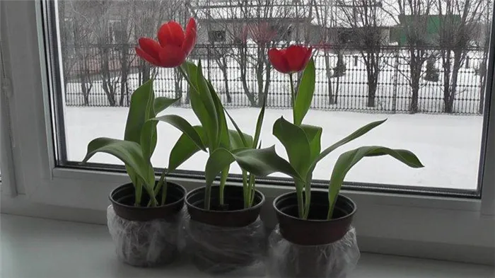 Как правильно выращивать тюльпаны в горшках в домашних условиях