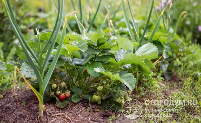 В соседстве с ягодными культурами растения чеснока помогают защитить посевы от вредителей, отпугивая гусениц, слизней и даже кротов.