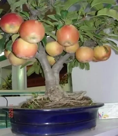 Яблони в домашних условиях