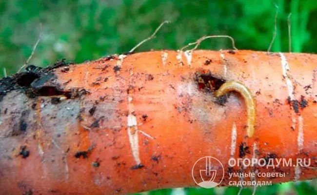 Личинки моркови (на фото) являются одними из самых распространенных и опасных вредителей этой культуры