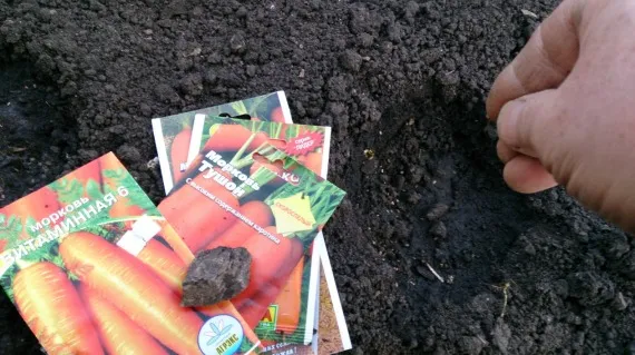 Различные способы посева моркови весной