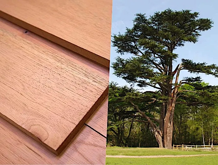 13 Популярные виды древесины. Свойства и области применения.