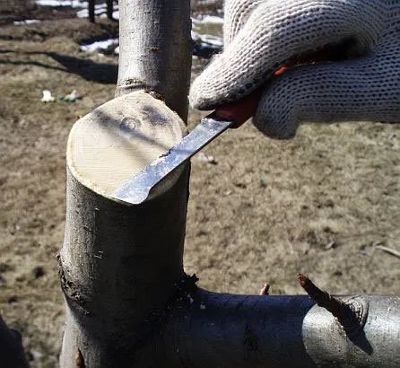 Вырезание срезов на деревьях с помощью садового ножа