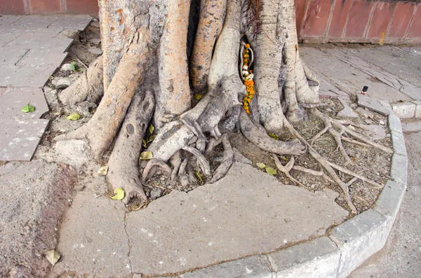 Большие деревья имеют корни, которые могут разрушить тротуарный бетон и битум