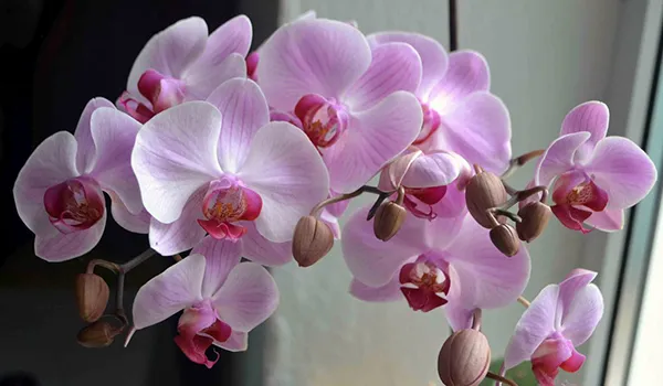Сорт орхидеи