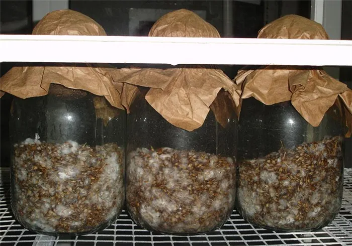 Как вырастить грибной мицелий в домашних условиях