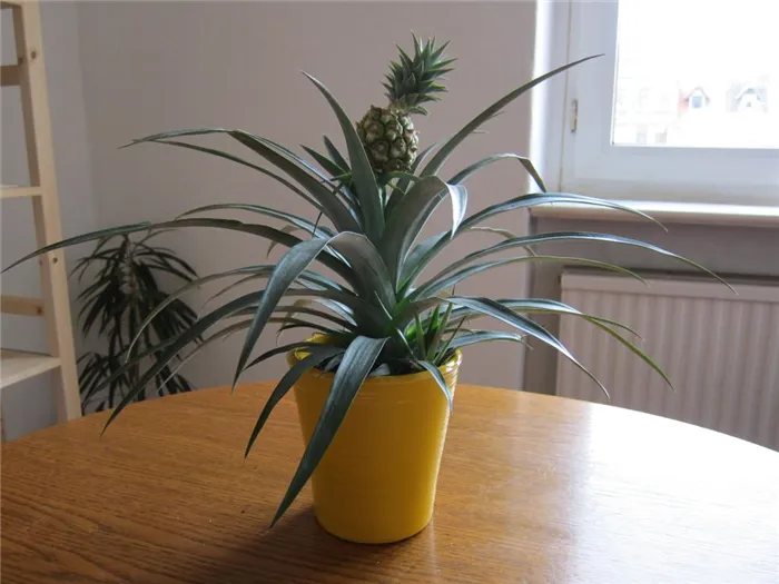 Как вырастить ананасы в домашних условиях