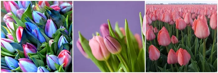 Голубые и розовые тюльпаны