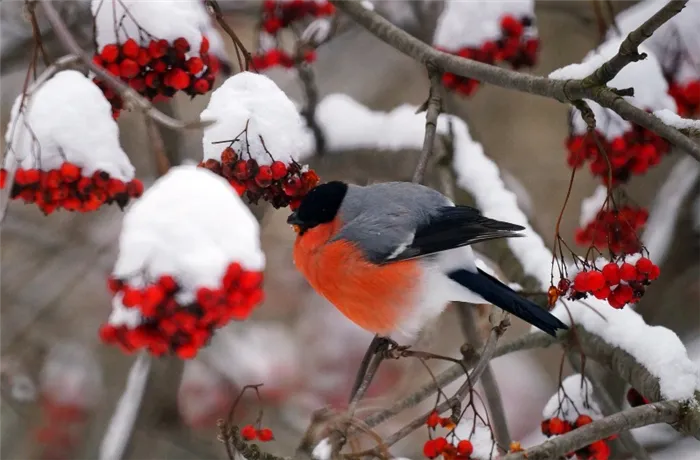 Зачем подкармливать птиц зимой? Изготовление кормушки для птиц