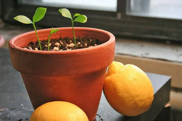 Выращивание саженцев лимона.