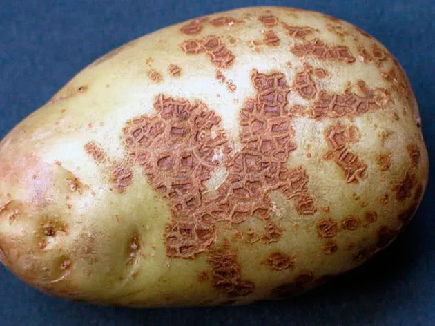Как бороться с картофельной паршой
