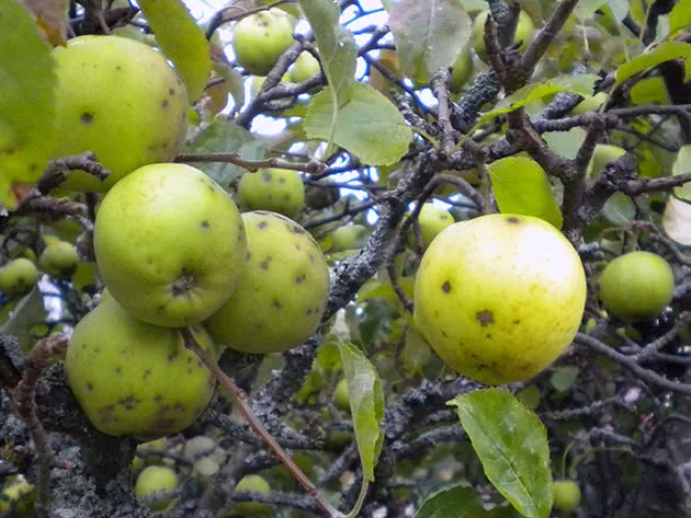 Как удалить паршу на яблонях