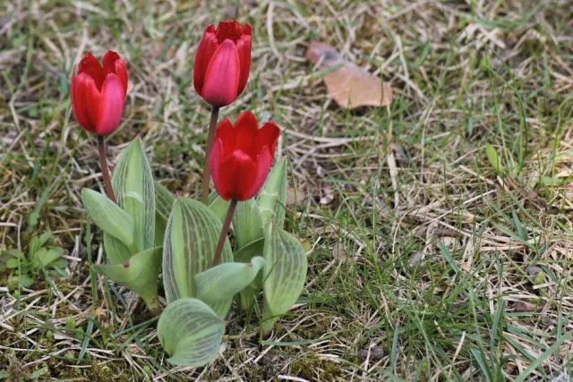 Чем и как удобрять тюльпаны зимой и весной