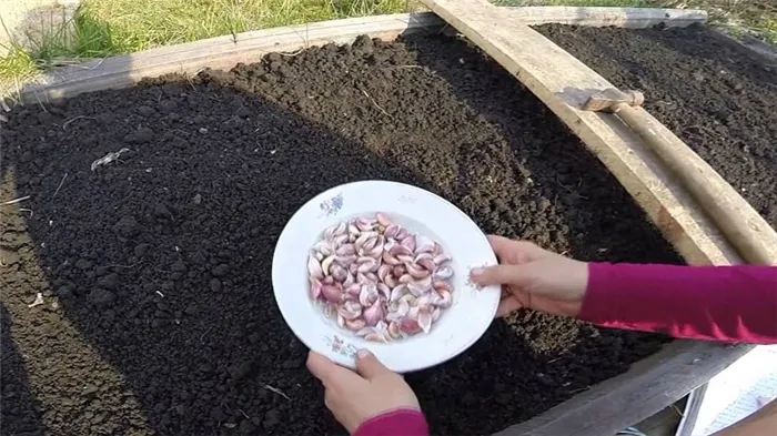 Что такое яровой чеснок и как его правильно выращивать: пошаговые инструкции и секреты от опытного садовода