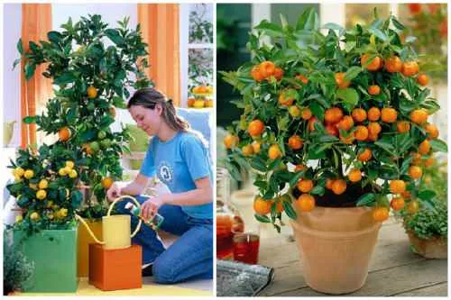 Полив апельсинов