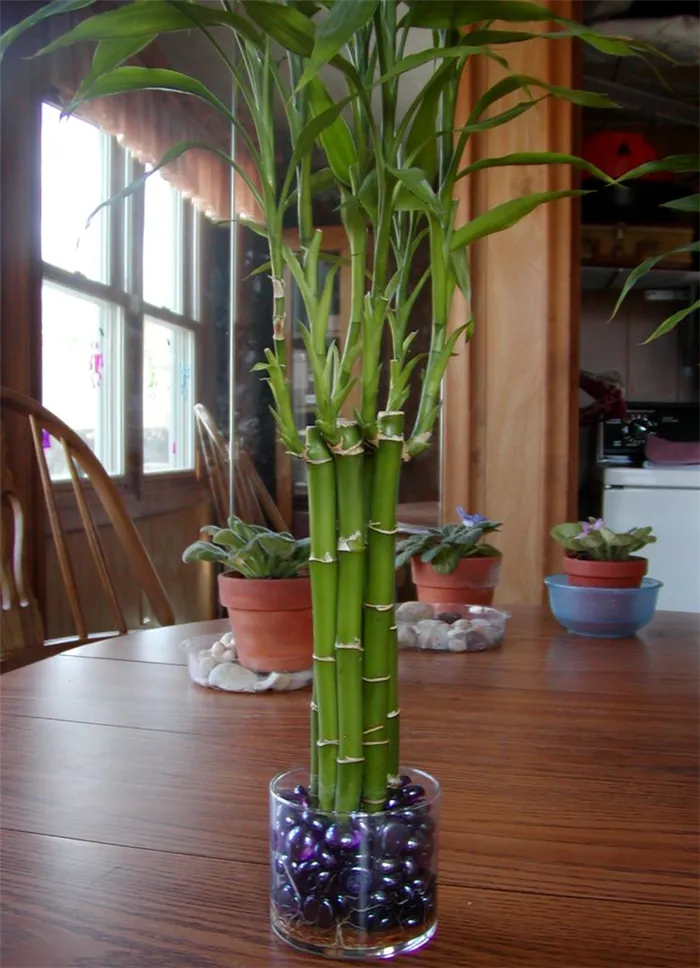 Выращивание бамбука в домашних условиях