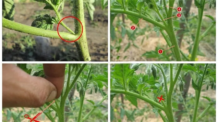Пошаговые инструкции для начинающих: как правильно натягивать томаты в теплице и зачем это нужно.